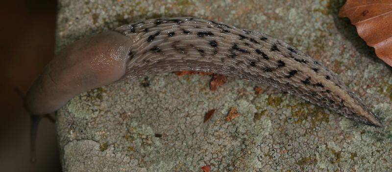 Limax aldrovandi Moquin-Tandon 1855 del Appennino Bolognese